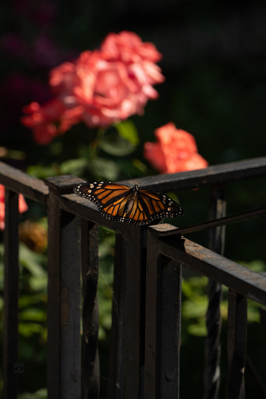 Monarch