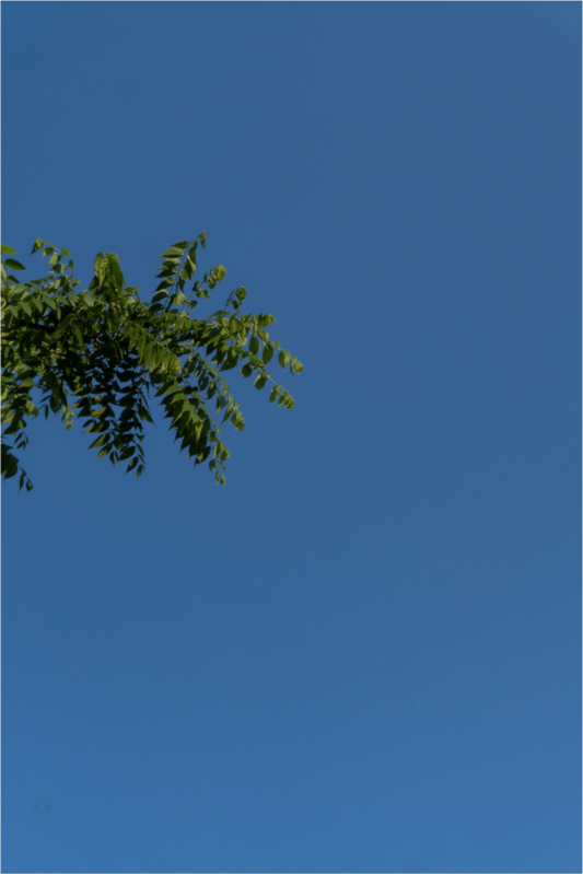 The Branch