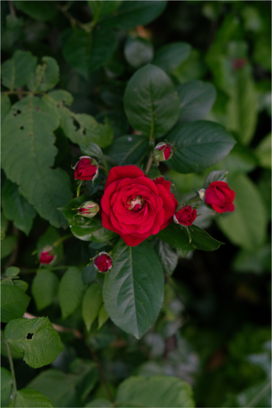 Blooming